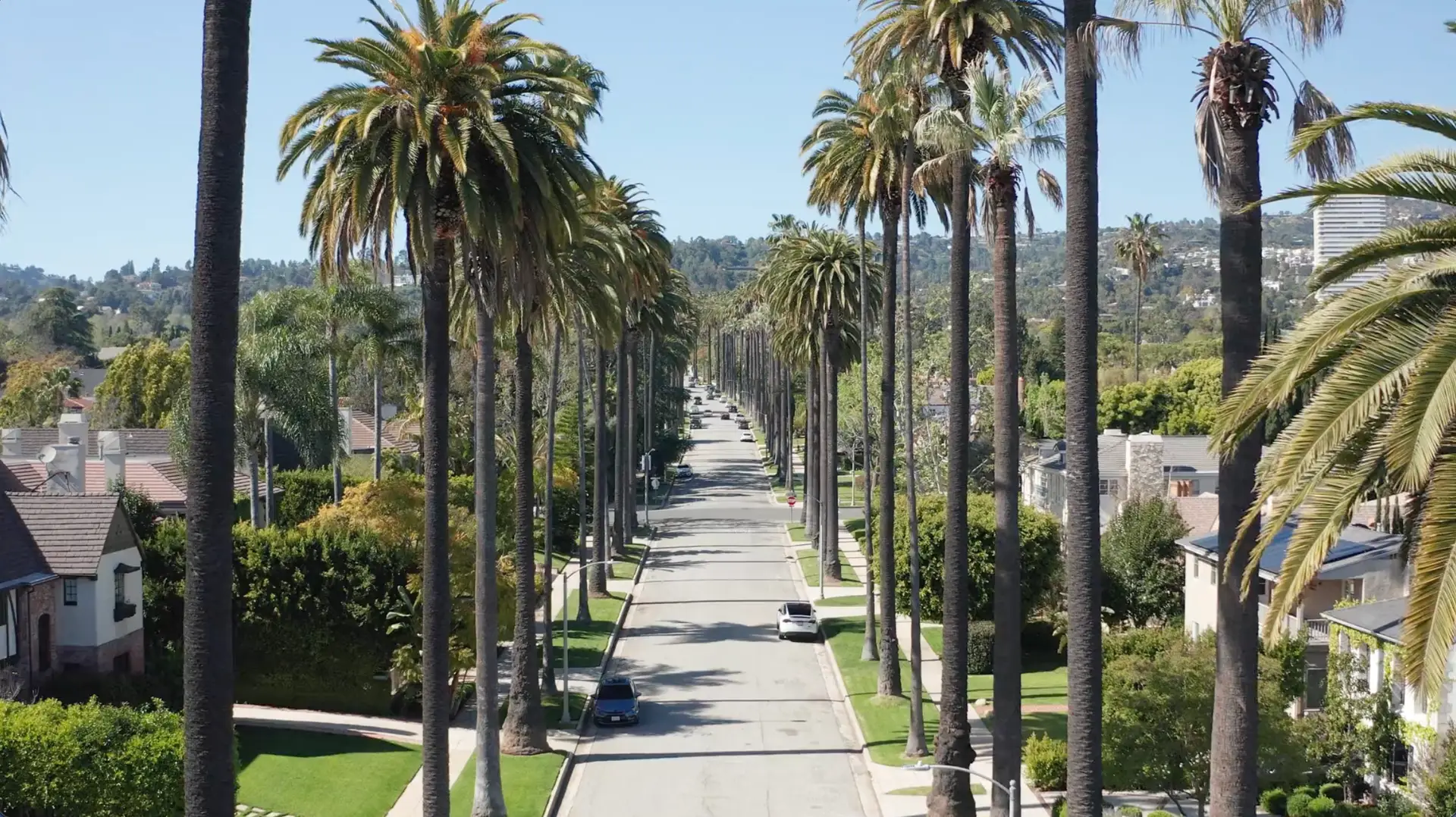 Palm-lined residential street